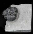 Curled Eldredgeops Trilobite With Nice Eyes - New York #35147-1